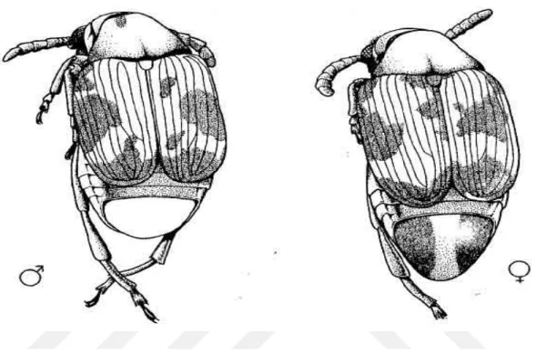Şekil  3.3.  Callosobruchus  maculatus  (F.)  erkek  ve  dişi  bireylerinin  görünüşü  (Brown  ve  Downhower  1988)