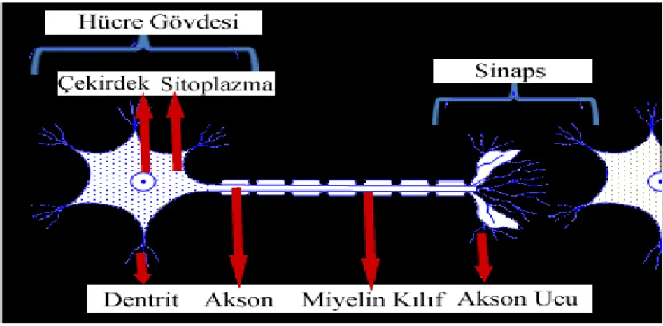 Çizelge 3.1. Biyolojik ve Sinir hücresi yapılarının karşılıkları 
