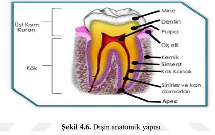Şekil  4.7.‟de  kron  tabanı,  kök  tabanı  ve  kök  başlangıç  noktası,  diş  kökleri  arasındaki mesafe (rL - rR) otomatik olarak tespit edilebilmektedir
