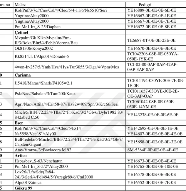 Çizelge 3.2. Sulu koşullarda kullanılan hat ve standartların pedigrileri 