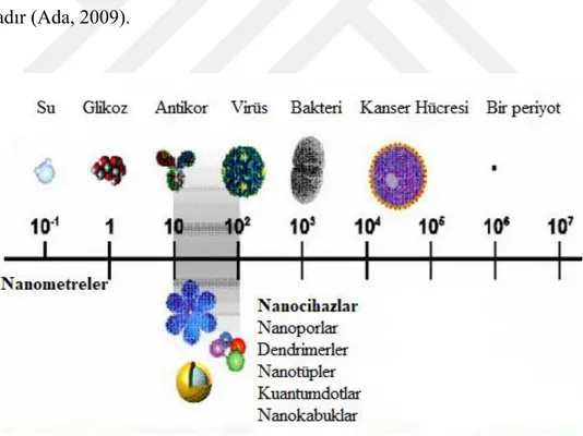 Şekil 1.5. Nano ölçekli biyolojik yapılar (Grodzinski, 2005)(Özkan, 2007) 