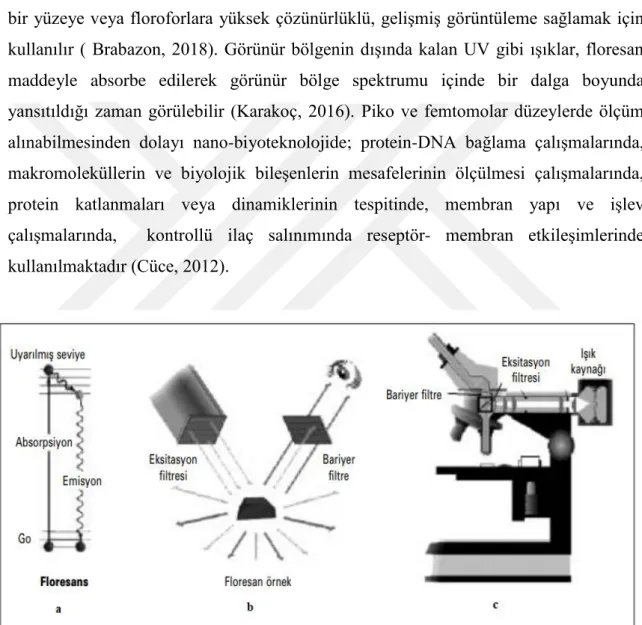 Şekil 1.21.  Fluoresans  temel fizik kuramı (a), uygulamasının gösterimi (b), epi- fluoresan mikroskop  gösterimi (c) (Puralı, 2004) 