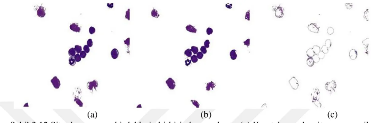 Şekil 3.12 Sitoplazma ve çekirdeklerin birbirinden ayrılması (a) K-ortalama algoritmasına verilen  hücreler (b) Hücrelerin çekirdekleri (c) Hücrelerin sitoplazmaları 