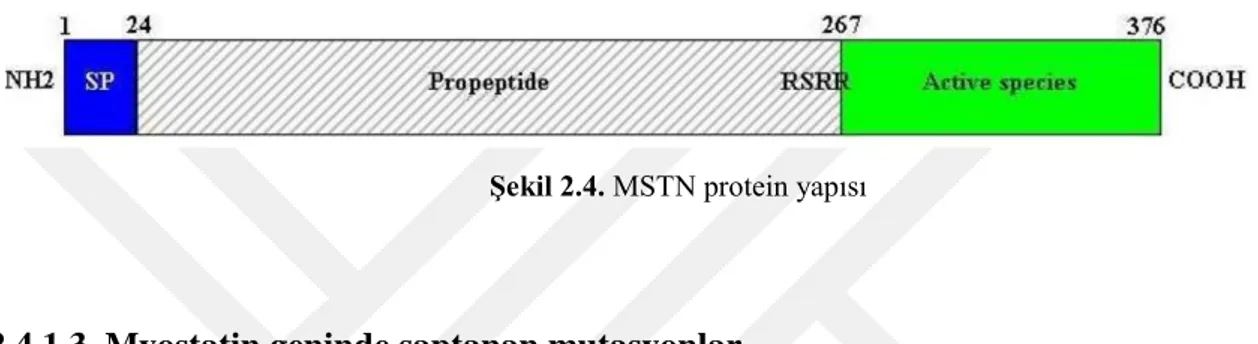 Şekil 2.4. MSTN protein yapısı 