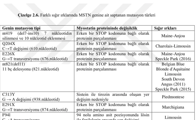 Çizelge 2.6. Farklı sığır ırklarında MSTN genine ait saptanan mutasyon türleri  