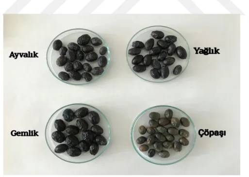 Şekil 3.1.1.1. Çalışmada kullanılan zeytin çeşitleri 