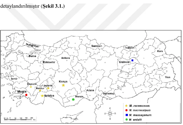 Şekil 3.1. Çalışılan Muscari taksonlarının coğrafik dağılımı 