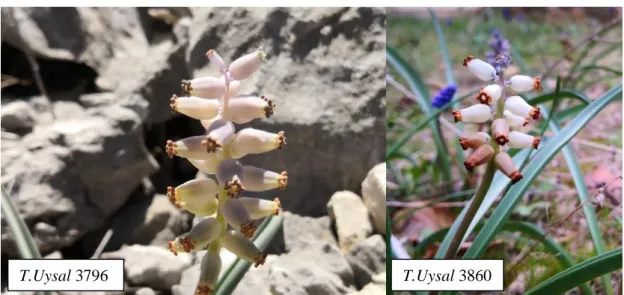 Şekil 4.1.1 Muscari racemosum taksonun genel görünümü 