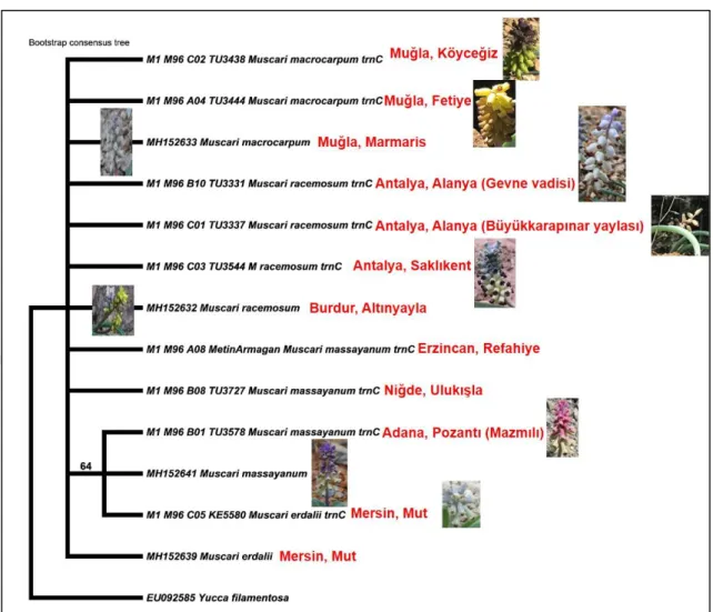 Şekil  4.3.2.  Çalışılan  Muscari  taksonlarının  trnL-F  bölgesine  ait  Parsimoni  metoduna  dayalı elde edilen filogenetik ağaç 