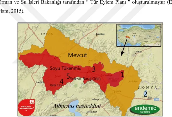 Şekil 2.1. Alburnus nasreddini’nin dağılış alanı (IUCN, 2020) 