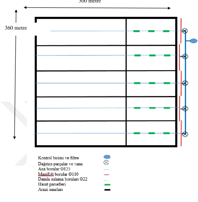 Şekil 3.3. Tarla deneme planı 