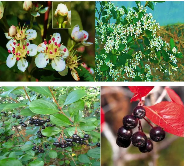 Figure 7. Flowering stage, different stages of aroniaʼs leaf color, and Aronia fruit 