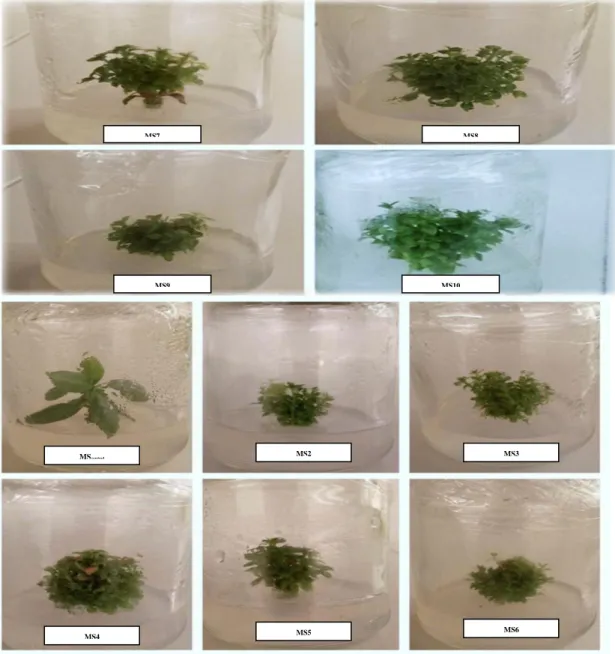 Figure 1.  The Effect of Growth Regulators on the micropropagation of Aronia melanocarpa  