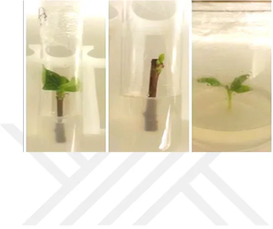 Figure 2. (A, B) the effect plant growth regulators of Aronia melanocarpa L. growth stages from explant  stage to per-explant formation