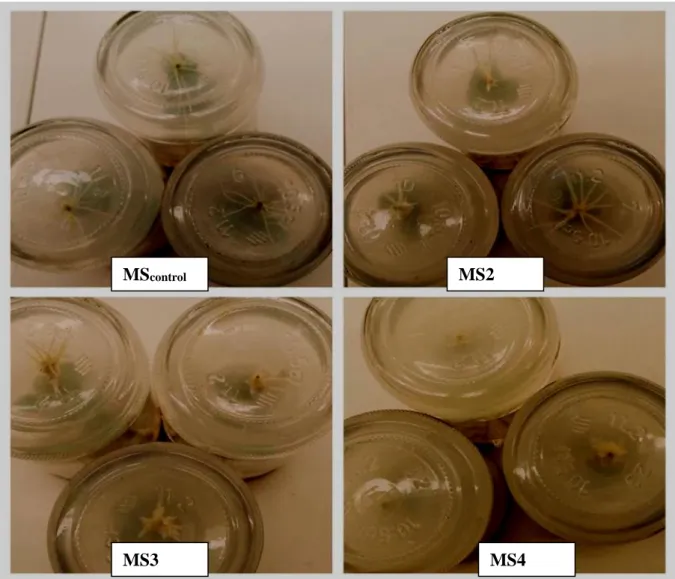 Figure 4. Effect of IBA on the rooting of Aronia melanocarpa 