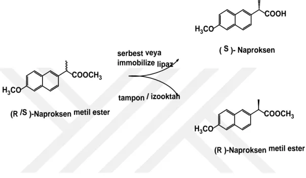 Şekil 1.23. (R/S)-Naproksen metil esterinin enantiyoseçimli hidrolizi 
