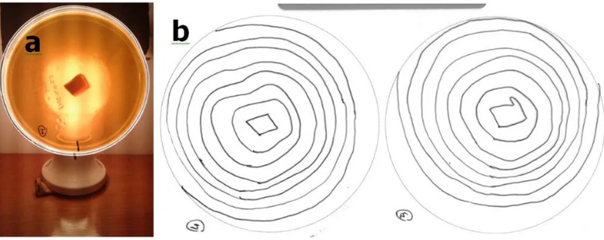 Şekil 3.9. a: Petrilerin çizim dolabında görüntüsü, b: Çizilen gelişimlerin taranmış hali 