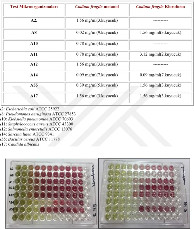 Şekil 4.3. Codium bursa örneklerinden elde edilen kloroform (Sol) ve metanol (Sağ) ekstraktının antibakteriyal pleyt  sonuçları