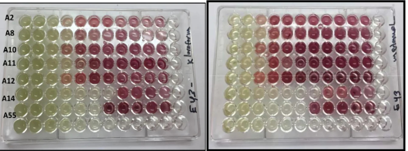 Şekil 4.5. Cystoseira montagnei örneklerinden elde edilen kloroform (Sol) ve metanol (Sağ) ekstraktının antibakteriyal pleyt  sonuçları