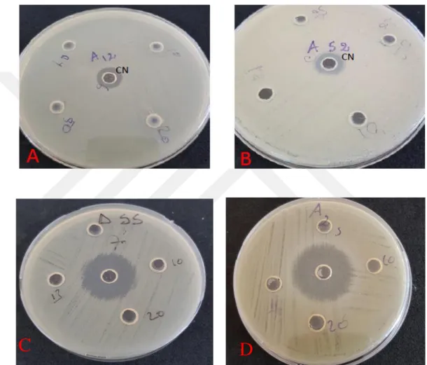 Şekil 4.2.1: 24 saatlik EcN probiyotik bakteri suşu kültüründen 10 µl, 20 µl ve 50 µl kullanılarak yapılan  denemeye  ait  bazı  plakların  görünümü  A:  Salmonella  enteritidis  B:  Candida  albicans    C:  DSS  7  D:Escherichia coli 25922