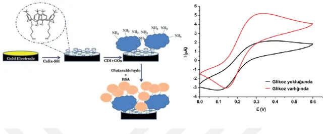 Şekil  1.21.  Kaliks-SH/GOx  biyosensörünün  sentez  şeması  ve  glikoz  varlığında/yokluğunda  elde  edilen  siklik voltametri (CV) grafiği 