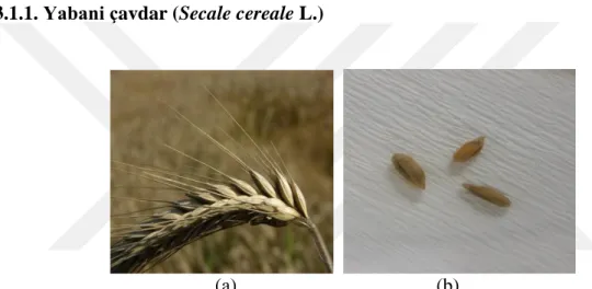 ġekil 3.1. Yabani çavdar (Secale cereale L.)‟ın bitki (a) (Anonim, 2019a) ve tohum (b) görünümü 