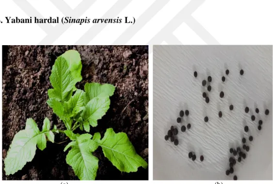 ġekil 3.4. Yabani hardal (Sinapis arvensis L.)‟ ın bitki (a) (Anonim 2019 d) ve tohum (b) görünümü 
