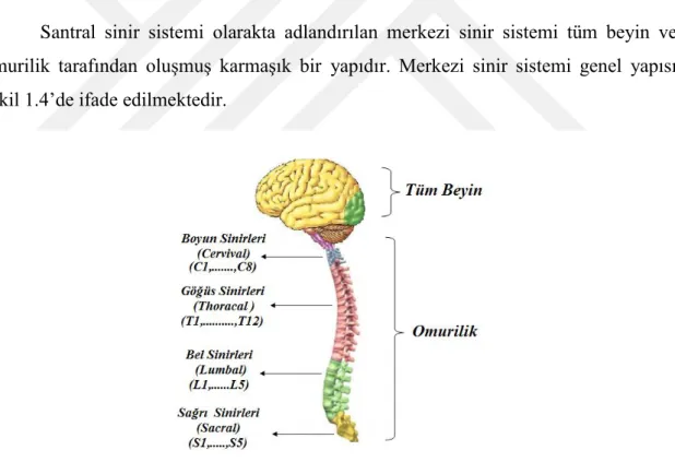 Şekil 1.4. Merkezi sinir sistemi 