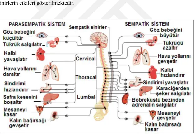 Şekil 1.10. Otonom sinirlerin organlara etkisi(MEB, 2012)  