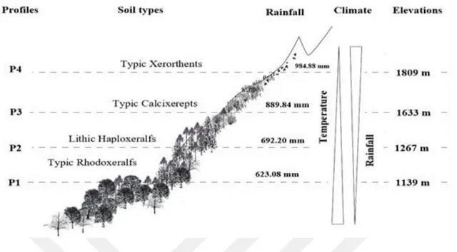 Figure  3.2.  The  amount  of  rainfall  and  the  location  of  soil  profiles  during  along  altitudinal  transect  in  mountain in Anamas