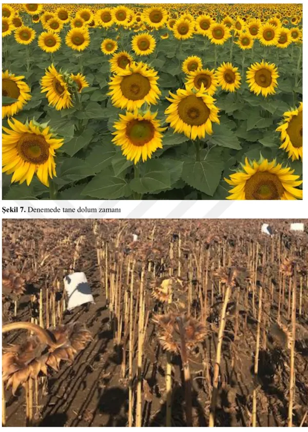 Şekil 7. Denemede tane dolum zamanı