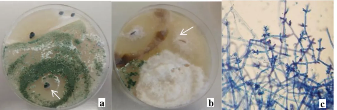 ġekil 3. 6. Trichoderma spp.‘nin izolasyonunda kullanılan materyal a) Sklerotlar, b) Bitki kökleri ve  c) mikroskobik görüntüsü 