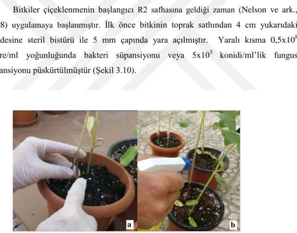 ġekil  3.  10.  Bacillus  ve  Trichoderma  süspansiyonlarının  bitki  üzerine  inokule  edilmesi