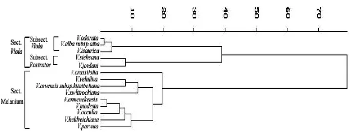 Şekil 1. Çalışılan taksonlar için UPGMA yöntemiyle elde edilen dendrogram 