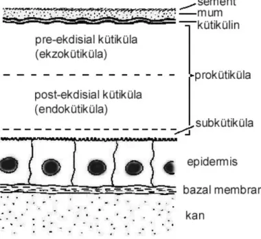 Şekil 1. Böcek kütikülasının şematize edilmiş yapısı. 