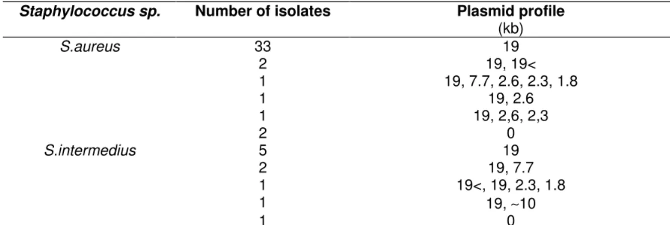 Figure 1. Agarose gel electrophoresis of the plasmids from some of the Staphylococci isolated from  bovine mastitis