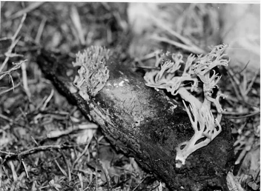Figure 6.  Basidiocarps  of Ramaria gracilis 