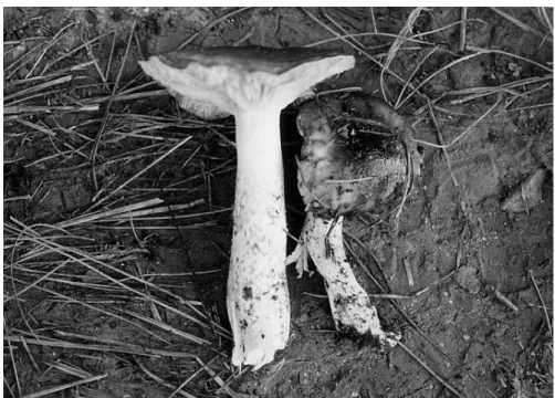 Figure 18. Basidiocarps of Hygrophorus dichrous. 