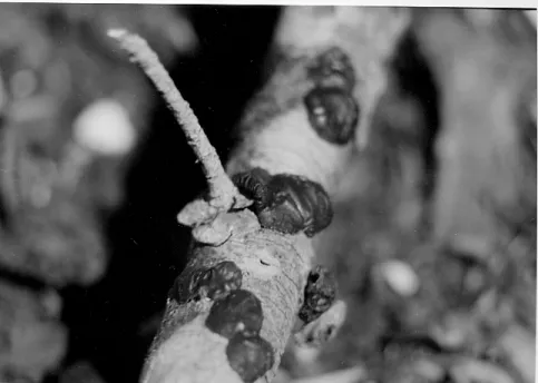 Figure 2. Basidiocarps of Exidia recisa 