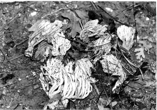 Figure 4. Basidiocarps of Ramaria flaccida 