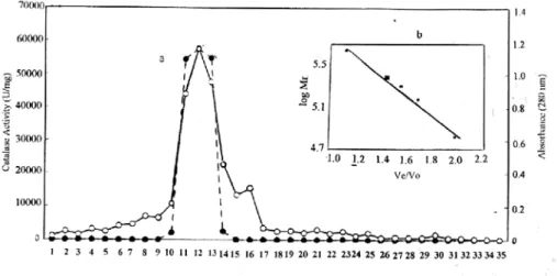 Figure II : Elution pattern of  chicken liver catalase from gel filitration chromatography on  Sephadex G-200