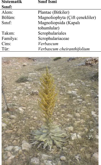 Tablo 1. Sığır kuyruğu (Verbascum cheiranthifolium  BOISS. var. cheiranthifolium) bitkisinin bilimsel  sınıflandırması [8]  (Scientific Classification of Verbascum  cheiranthifolium BOISS