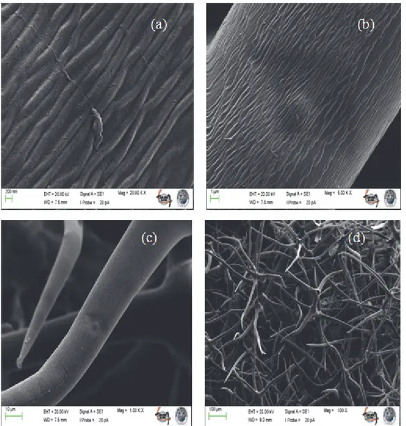 Şekil 3. Ağır metal adsorpsiyonu için sığırkuyruğu (V. cheiranthifolium) bitki materyalinin modifikasyon sonrası  Pb adsopsiyonu  ile SEM fotoğrafları; (a) 20 kX, (b) 5 kX, (c) 1 kX ve (d) 100 X  (SEM photos of Pb adsorbed V.