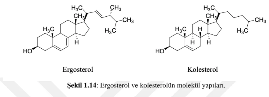 Şekil  1.14’de  ergosterol  ve  kolesterol  bileşiklerinin  molekül  yapıları  yer  almaktadır  (Baginski ve ark 2002)
