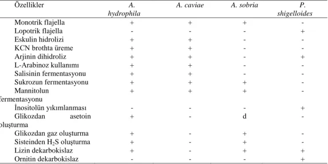 Tablo 2. A. hydrophila, A.caviae, A.sorbria ile P. shigelloides’in İdentifikasyonundaki Farklılıklar 