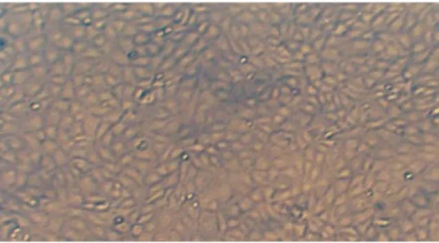 Figure 1. MDBK cell control (x40). 
