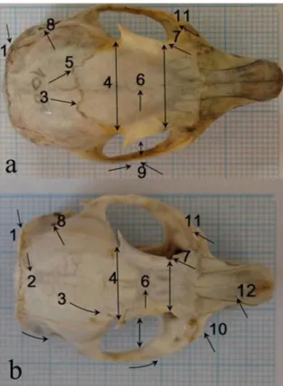 Figure 1a. Tree squirrel (♂) and 1b. Ground  Squirrel (♀). The dorsal surface of skull bone  and morphological variations: with arrow and  number symbols