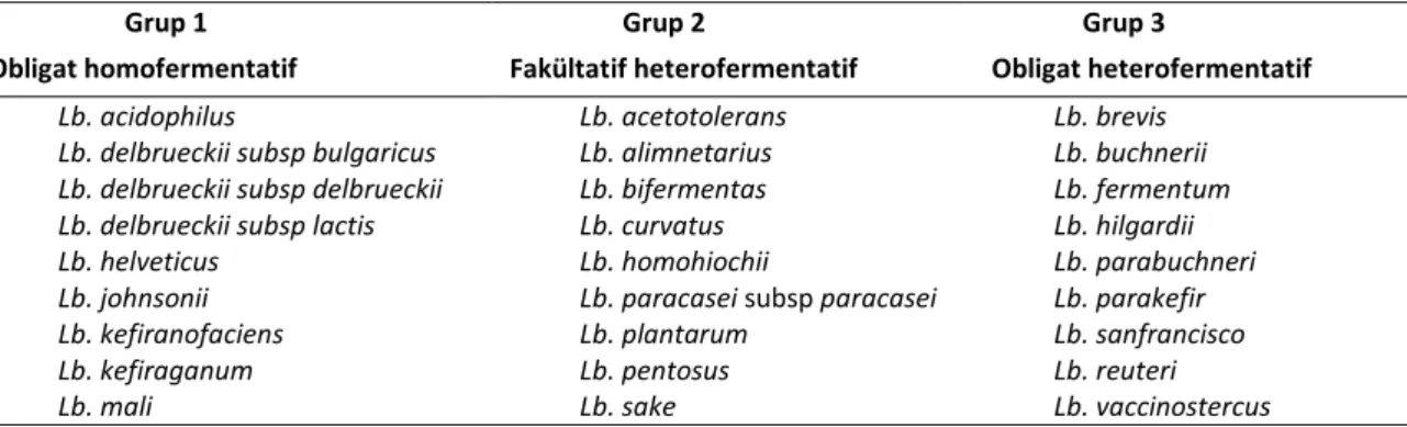 Tablo 2. Lactobacillus türlerinin fenotipik karakterlerine göre sınıflandırılması  Table 2