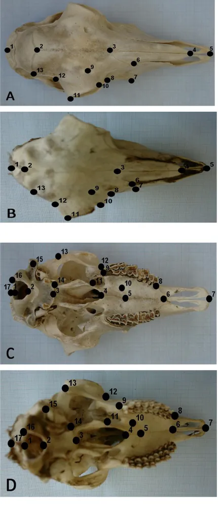 Figure  1A.  and  1B.  13  Thirteen  units  of  homologous landmarks used on the right half of  the  dorsal  surface  of  the  skull  bones  of  both  species