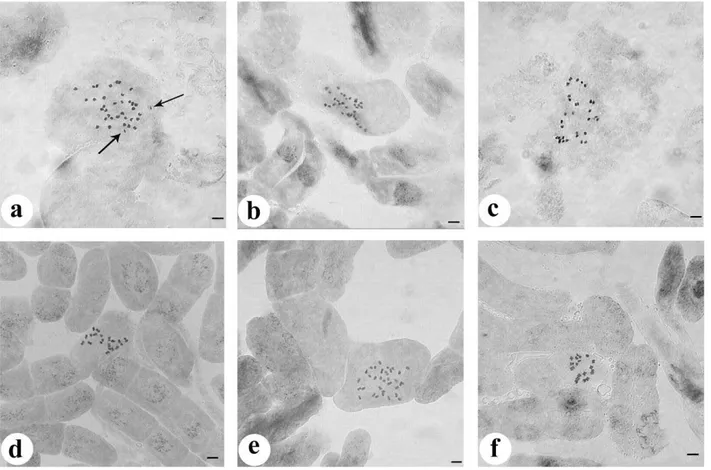 Figure 1. Somatic chromosomes of Marrubium taxa   a) M. vulgare 2n=34+2B, b) M. vulcanicum 2n=32, c) M